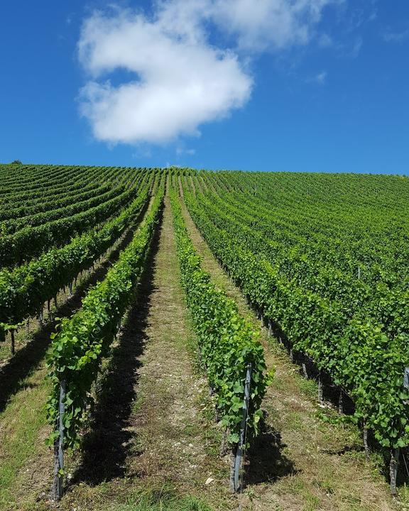 Weingut Alfred Schmachtenberger